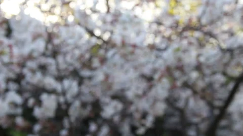 White Flowers Blurry Background Stock Footage 39909989