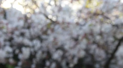 White Flowers Blurry Background Stock Footage 39910190