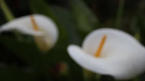White Flowers Blurry Background 動画素材 39910975