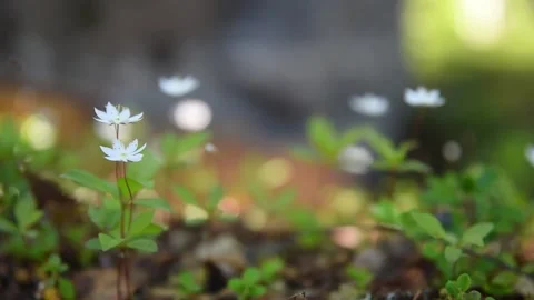 White flowers in the boreal forest with light bokeh. Stock Footage 135279905
