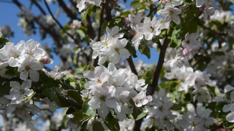 The white flowers on the branch of the apple tree are swaying in the wind. Stock Footage 275154330