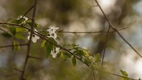 White flowers on a branch Stock Footage 69736030