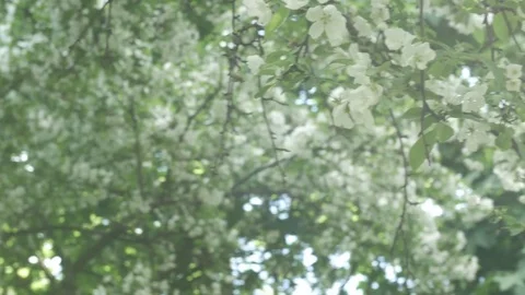 White flowers on branch In the sun's rays of light. Flowering tree panorama Stock Footage 77973610