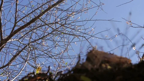 White flowers on branch tree at end of spring Stock Footage 89951680