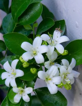 White flowers on branch, vertical composition, clean backdrop. Stock Photos