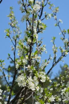 White flowers on the branches and tree trunks in the spring sun Foto stock