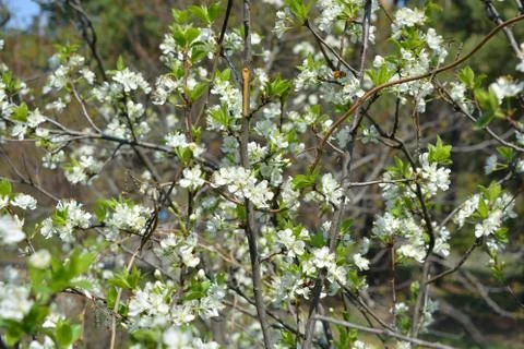 White flowers on the branches and tree trunks in the spring sun 스톡 사진