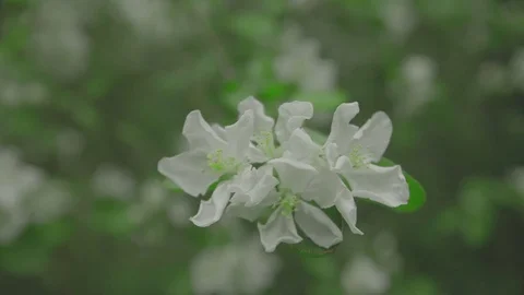 White Flowers on the Branches Apple Tree 動画素材 78168375