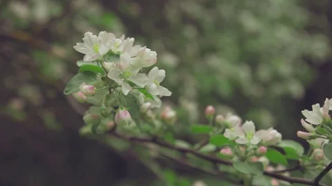 White Flowers on the Branches Apple Tree Stock Footage 81938142