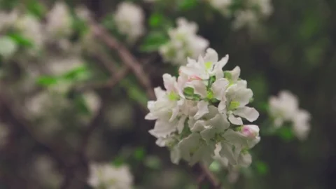 White Flowers on the Branches Apple Tree Stock Footage 81941126