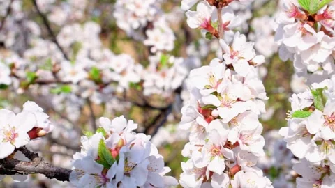 White flowers on the branches of blossoming Cherry tree sway in the wind. Stock Footage 236476674