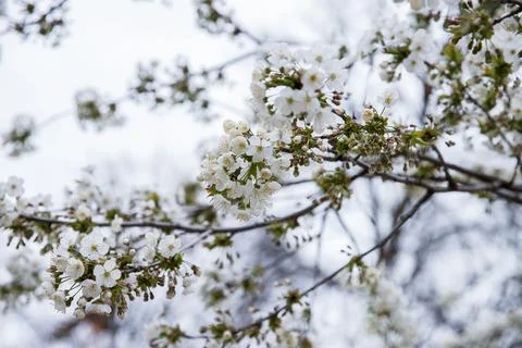 White flowers on the branches of a blossoming tree in spring. Stock Photos