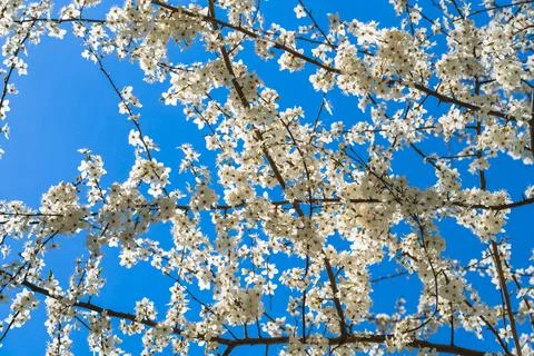 White flowers on the branches of a cherry tree against a blue sky on a sunny Stock Photos