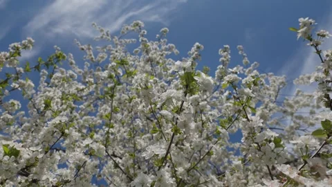 White flowers on branches during spring cherry blossom period. Video stock 329616932
