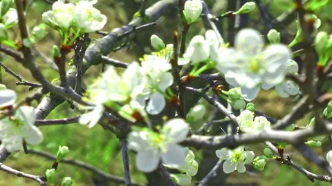 White flowers on the branches of a fruit tree in the garden against the Stock Footage 180577217