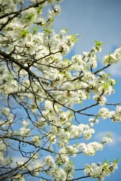 White flowers branches Foto stock