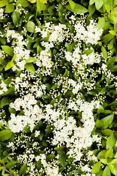 White  flowers on a branches Stock Photos