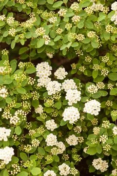 White flowers on a branches Stock Photos