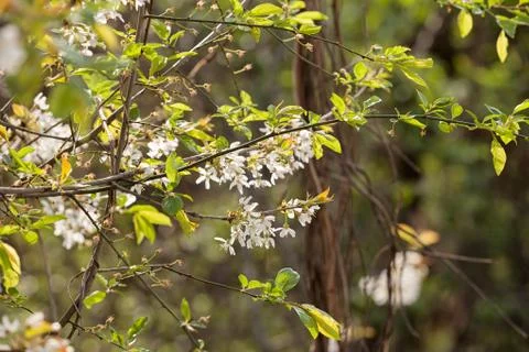 White flowers on a branches Stock Photos