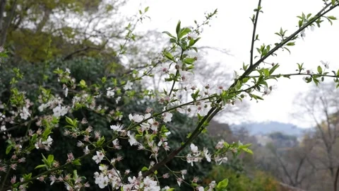 White flowers on the branches of a plum tree Stock Footage 172251273