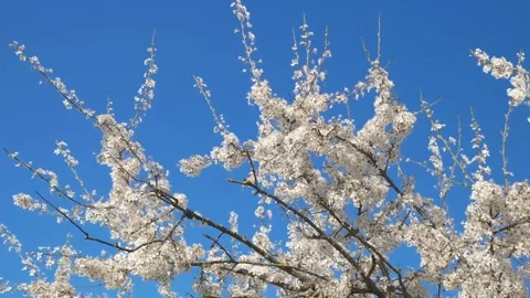 White flowers on the branches of a tree Stockbeeldmateriaal 337661191