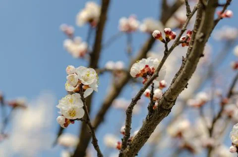 White flowers on the branches of trees in the spring Stock Photos