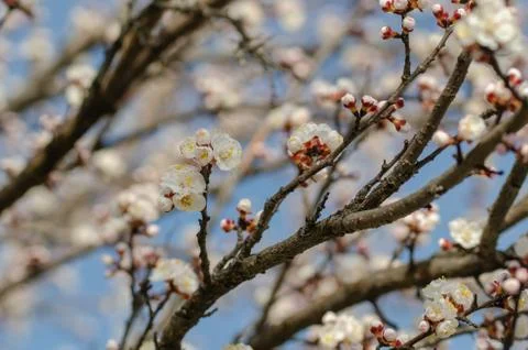 White flowers on the branches of trees in the spring Stock Photos