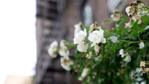 White Flowers in Brooklyn 스톡 동영상 233647492