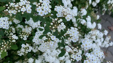White flowers bush Stock-Footage 129785801