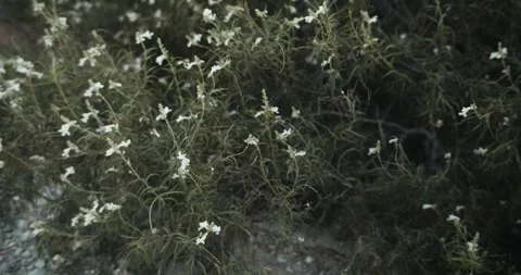 White flowers in bush Stock Footage 247305864