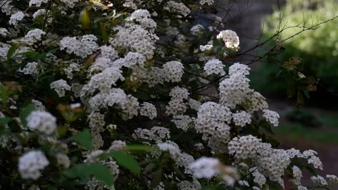 White flowers on a bush Stockbeeldmateriaal 277940163