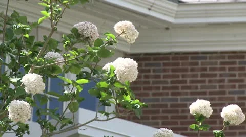 White flowers on a bush in front of a brick building Video stock 10770612