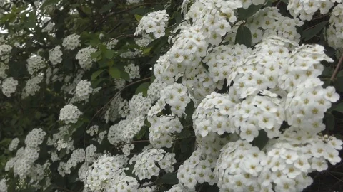 White flowers on the bushes. Stock Footage 77425161