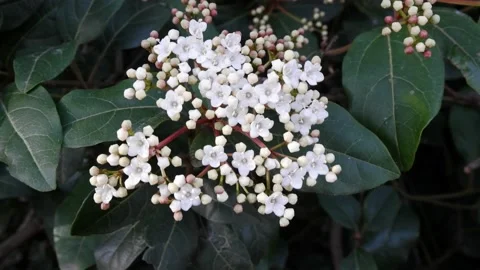 White flowers on the bushes Stockbeeldmateriaal 173469856