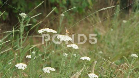 White flowers with a butterfly Stock Photos