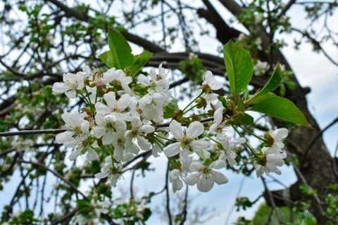 White flowers of a cherry on a background of trees. Spring. Stock Photos