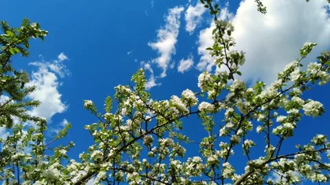 White flowers of a cherry blossom on a cherry tree time lapse hyper lapse. Stock Footage 226589933