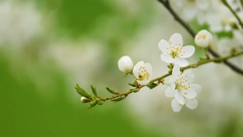 White flowers of a cherry blossom on a cherry tree close up. Time lapse video of Stock Footage 264585250