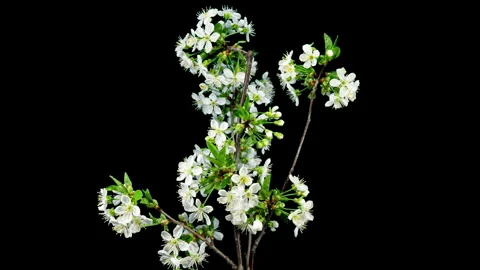 White Flowers of Cherry Blossom on a Cherry Tree Branch Close up. Creative .. Stock Footage 337838967