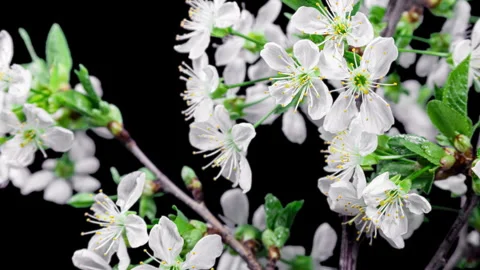 White Flowers of Cherry Blossom on a Cherry Tree Branch Close up. Creative .. Stock Footage 345220786