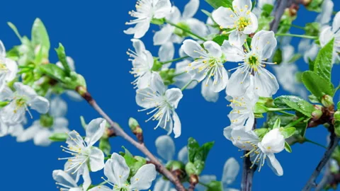 White Flowers of Cherry Blossom on a Tree Branch Close up. Rotating Time La.. Stock Footage 340410475