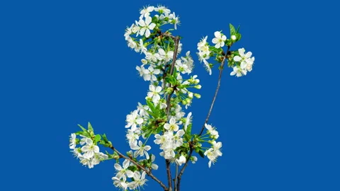 White Flowers of Cherry Blossom on a Tree Branch Close up. Rotating Time La.. Stock Footage 342423631