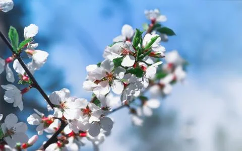 White Flowers Of Cherry Blossoms On A Celestial Background Stock Photos