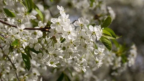 White flowers of the cherry blossoms. Stock Footage 75022968