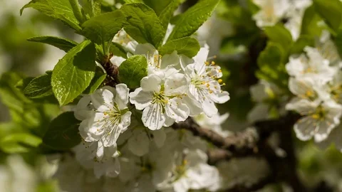 White flowers of the cherry blossoms. Stock Footage 75023139