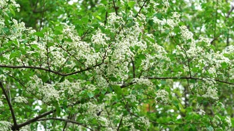 White flowers of the cherry blossoms on a spring day in the park Stock Footage 159441459