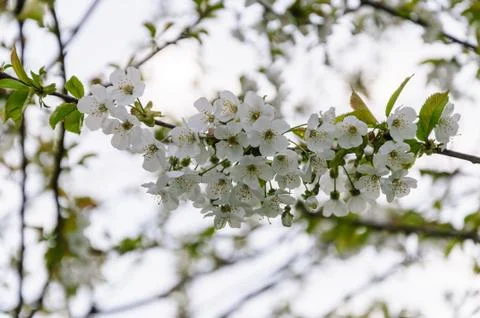 White flowers of the cherry blossoms on a spring day in the garden Stock Photos