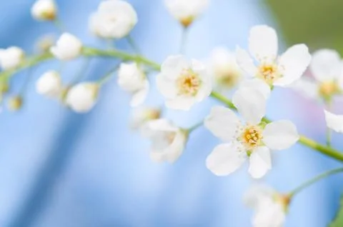 White flowers of cherry blossoms on spring day Stock Photos