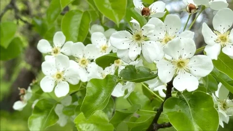 White flowers of cherry blossoms in the wind. spring Video stock 241608162