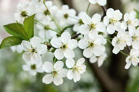 White flowers on cherry branches Stock Photos